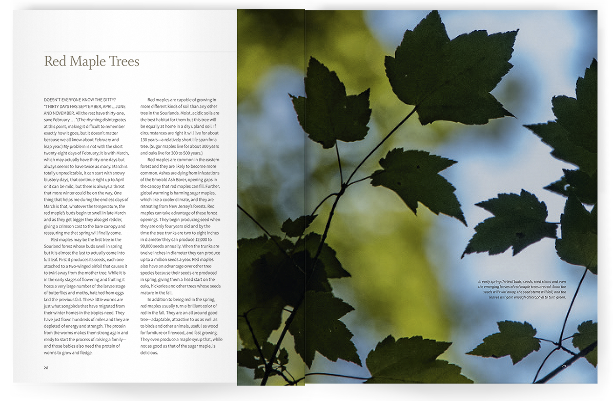 Photo of Seeing the Sourlands